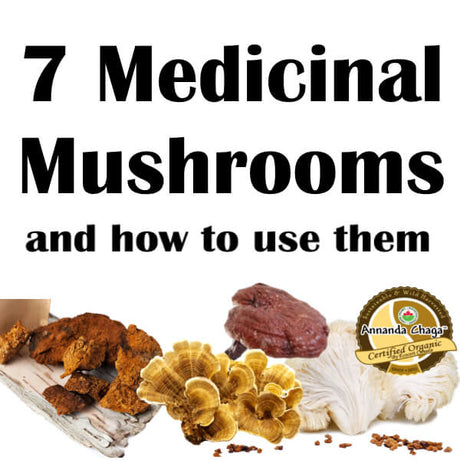 Guide to Using Medicinal Mushrooms for Health