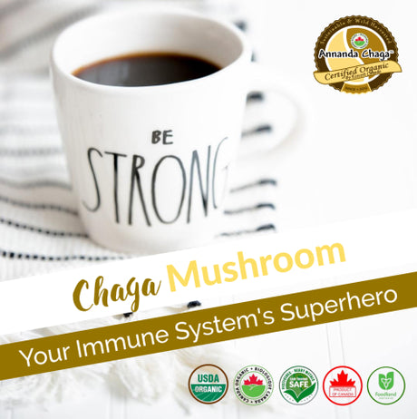 chaga tea explained, all about chaga mushroom tea your immune systems superhero