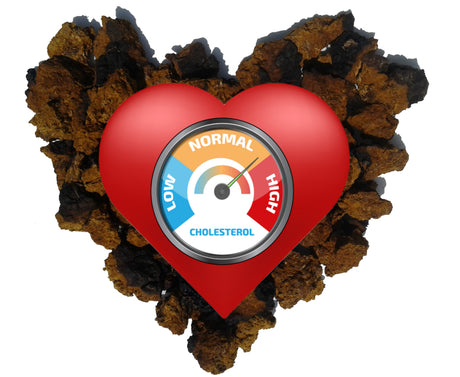 The Ultimate Guide to Lowering bad Cholesterol with Chaga
