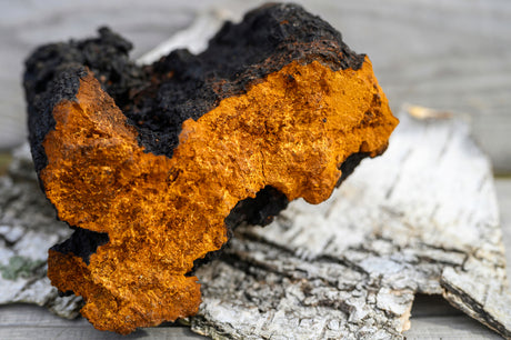 chaga conk on birch bark - annanda chaga