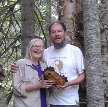 birch tree chaga, chaga mushroom on birch tree