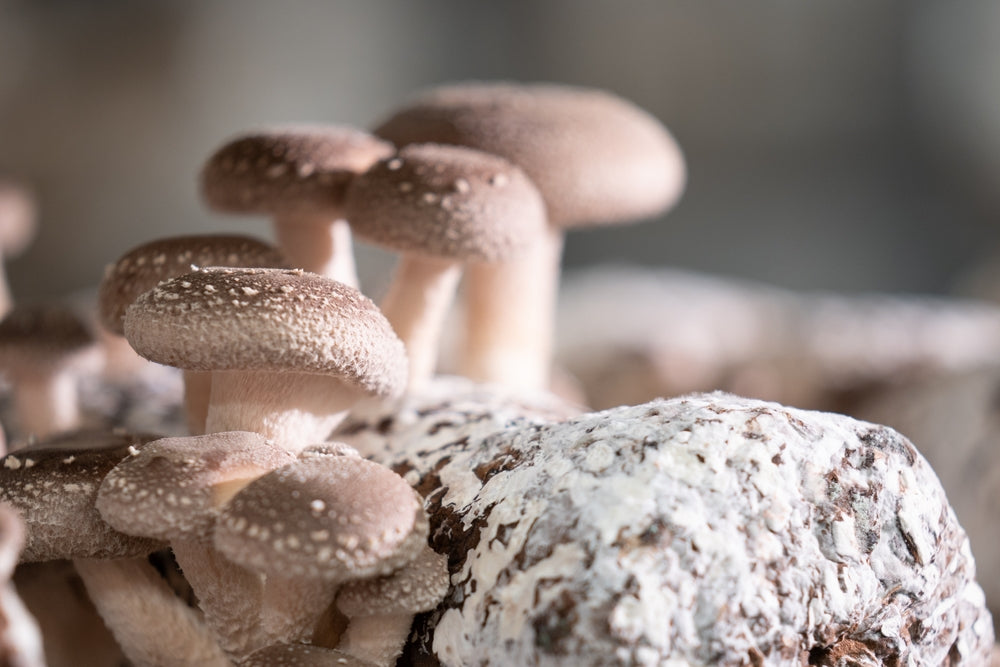 mushrooms and mycelium