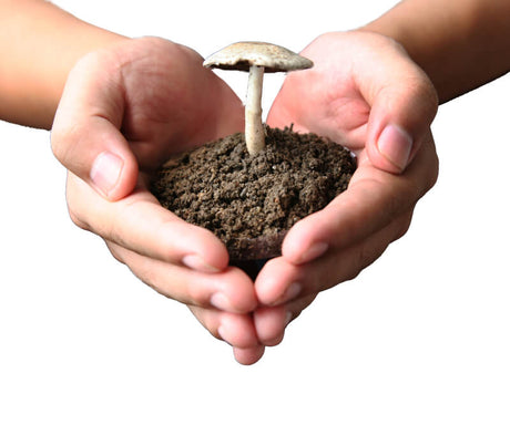 fungi composting plastic in landfill