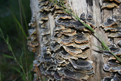 Turkey tail mushrooms, turkey tail