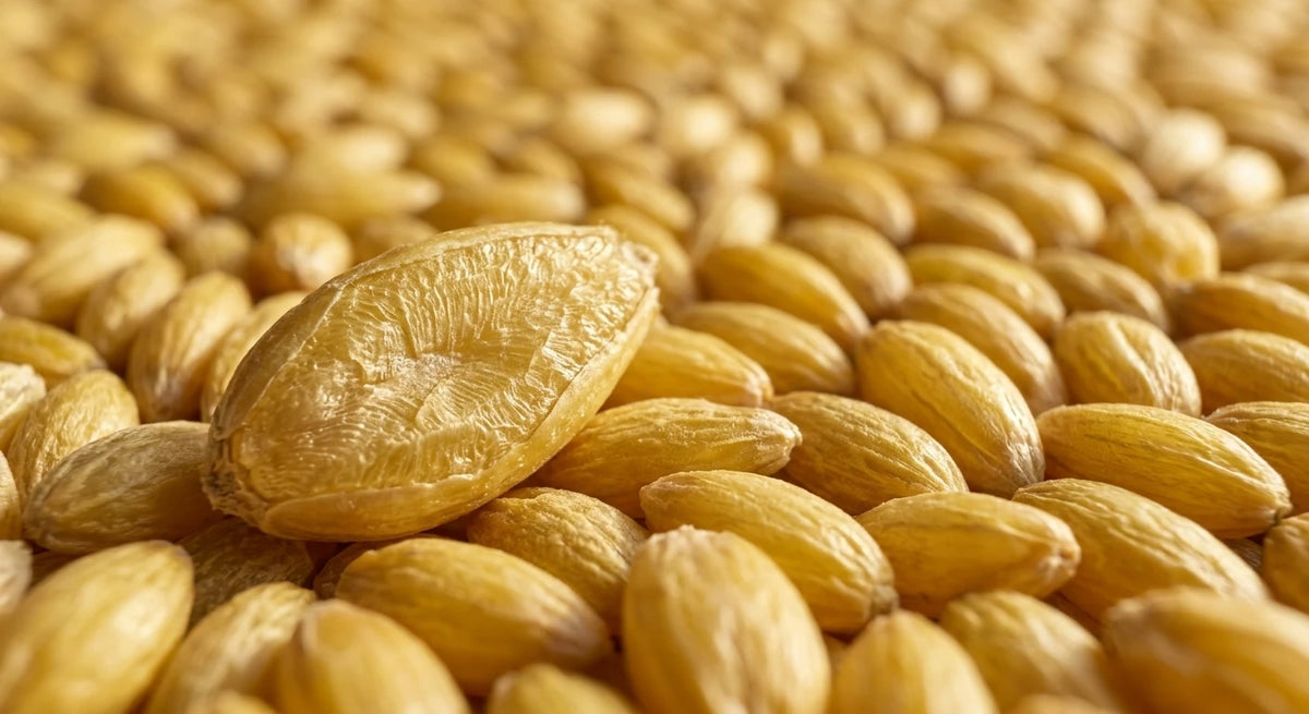 A close-up shot of numerous golden-yellow almond-like nuts or seeds, with one larger nut standing upright in the foreground against a soft-focus background of more nuts.