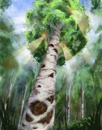 Painting of a tall tree birch tree with chaga mushroom on trunk in a forest setting