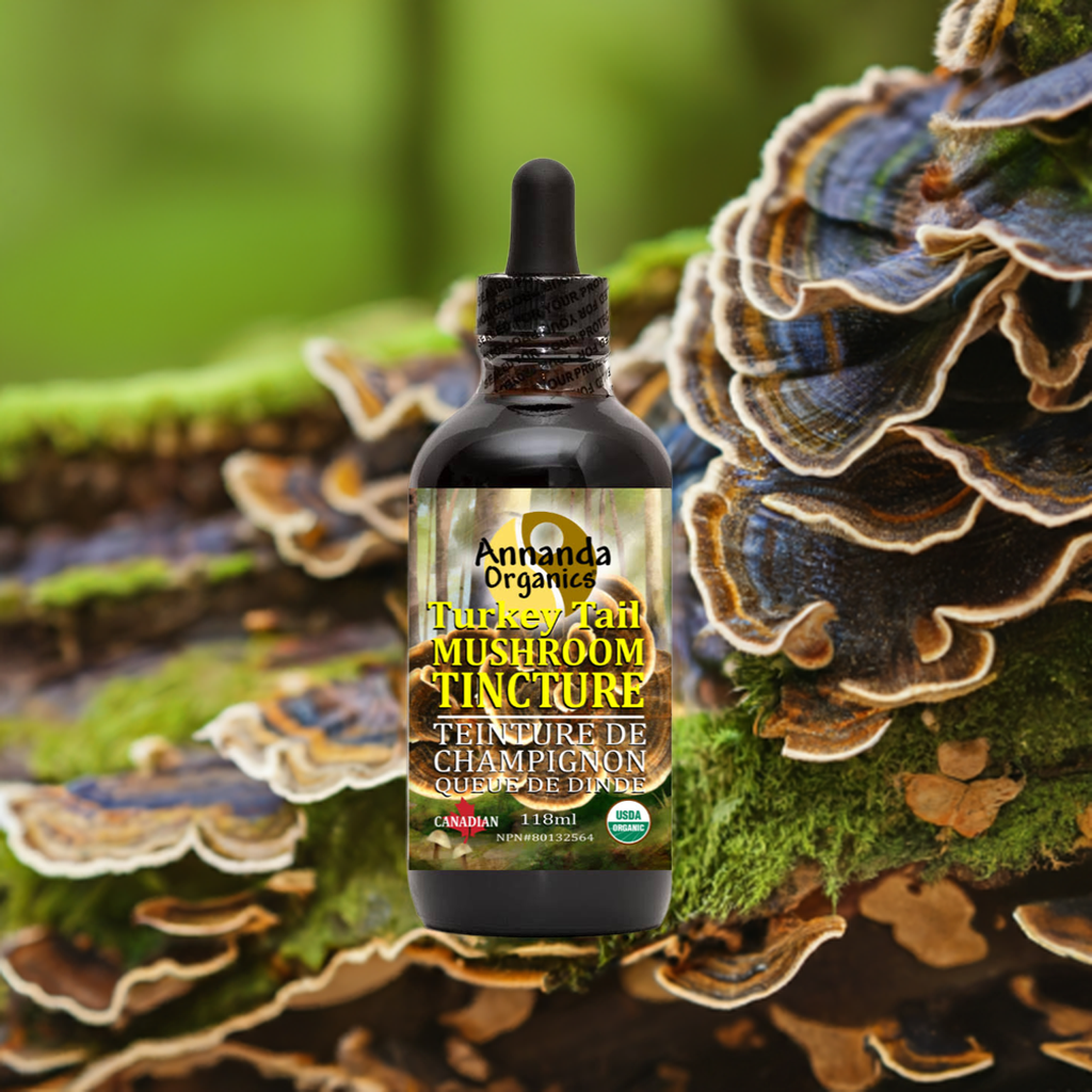 Bottle of Amanda Organics Turkey Tail Mushroom Tincture with mushrooms in the background