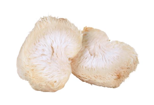 annanda lion's mane mushroom