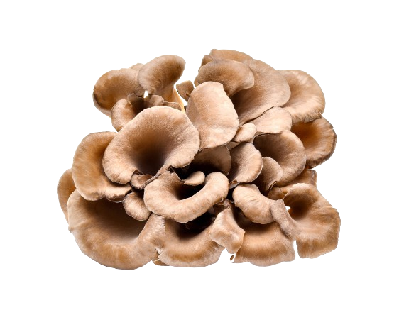 maitake mushrooms