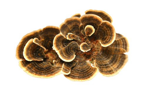 turkey tail mushroom