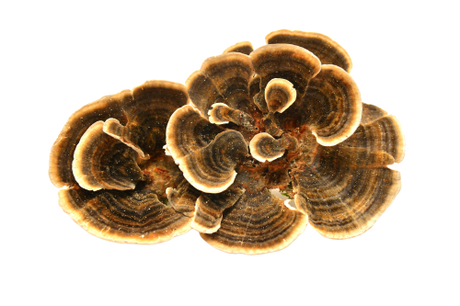 turkey tail mushroom