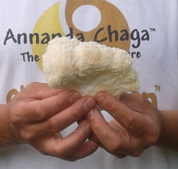 Blair holding freshly harvested Lion’s Mane mushrooms at peak culinary maturity.