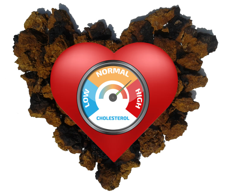 The Ultimate Guide to Lowering bad Cholesterol with Chaga