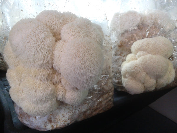Lions mane Mushroom cultivated