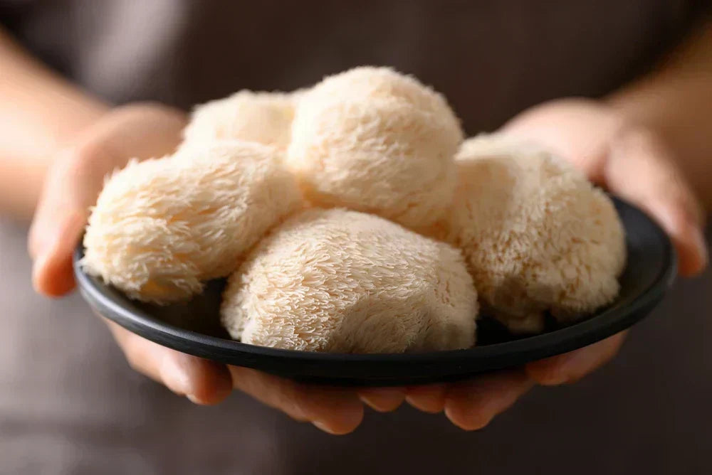 Fresh lion’s mane mushrooms harvested and arranged on a plate