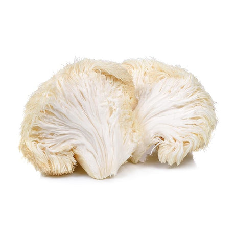 lions mane mushroom helps with alzheimer's 