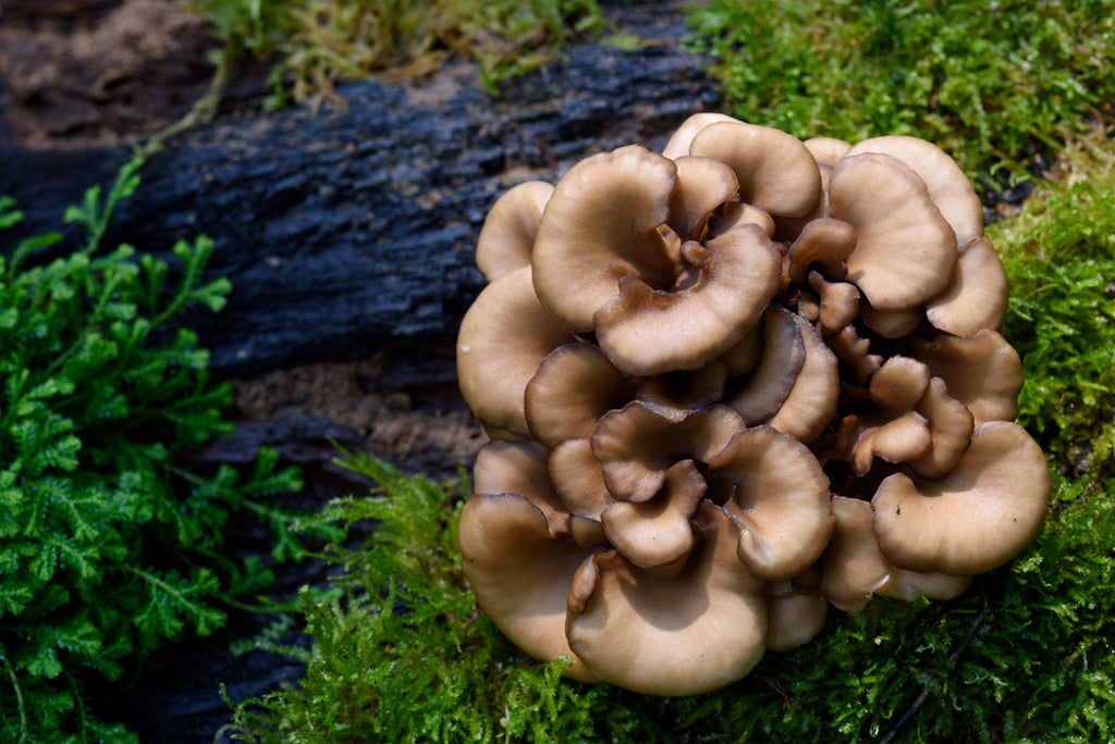 Maitake Mushroom - Annanda Organic Mushrooms