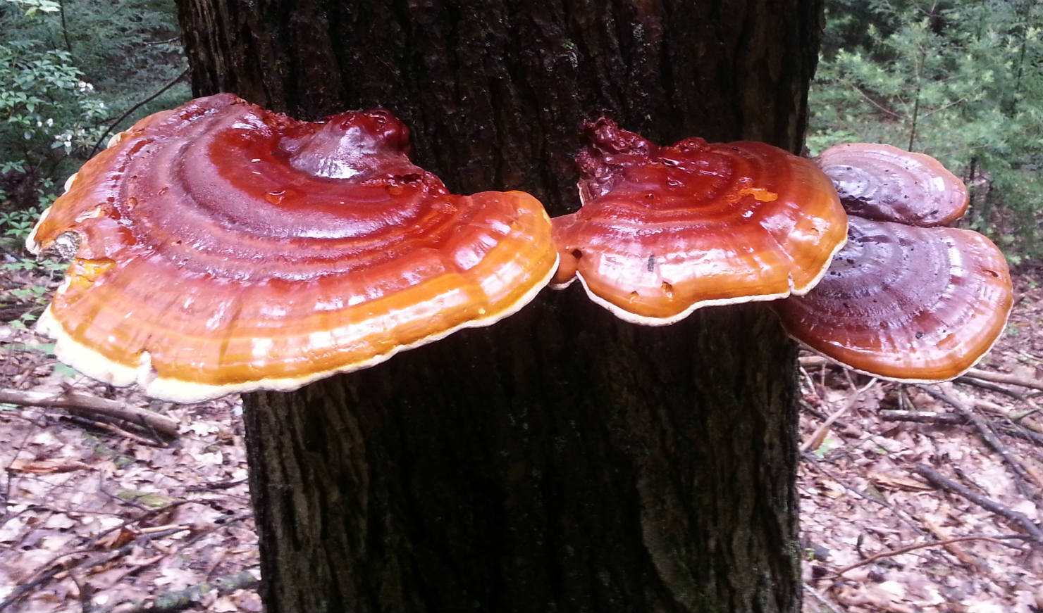 Reishi Mushroom on tree 