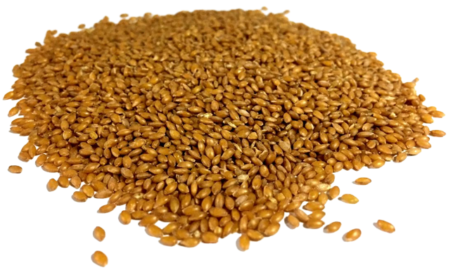 alppiste canary seeds for humans offers health benefits