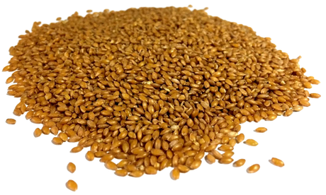 alppiste canary seeds for humans offers health benefits