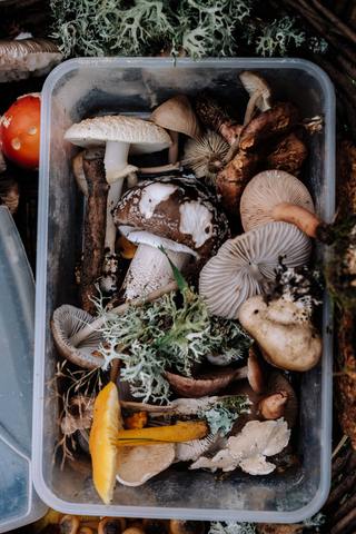 Mushroom Benefits for Health - Food of The Gods