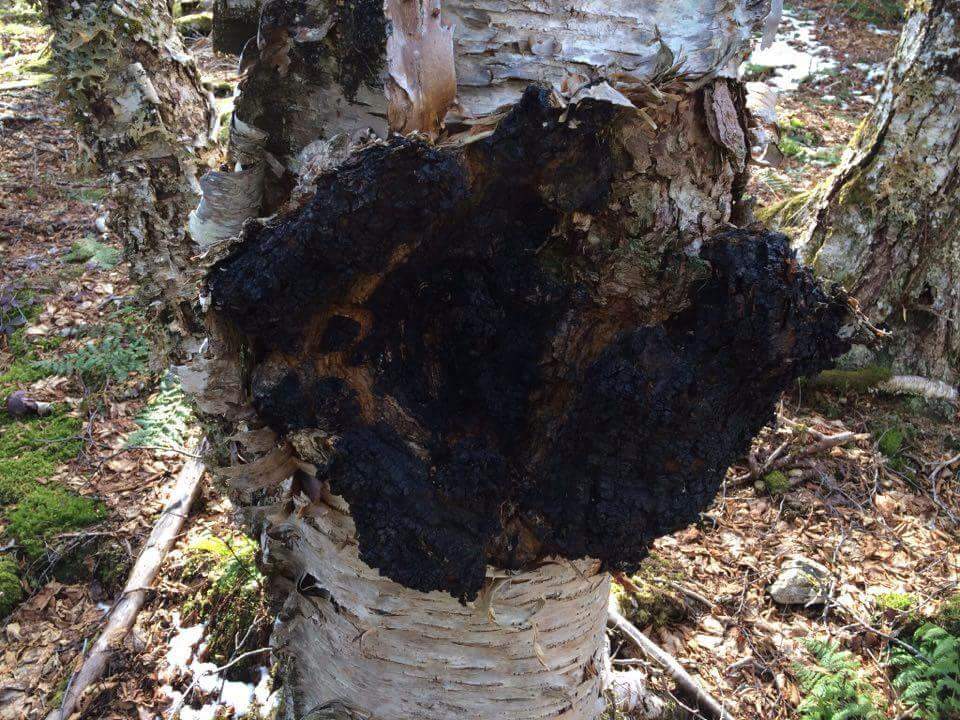 what is chaga mushroom?