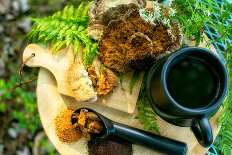chaga mushroom superfood
