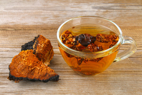 chaga mushroom tea