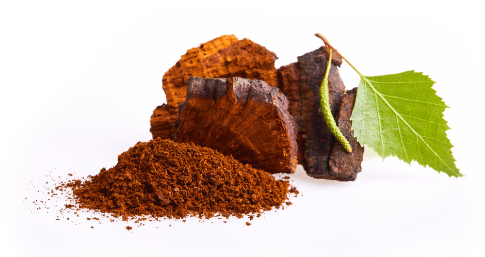 chaga mushroom immune system booster and white blood cells