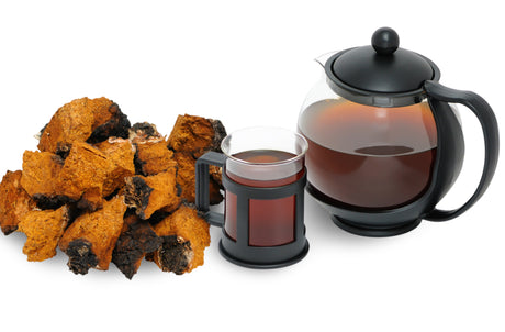 chaga tea boosts your immune system