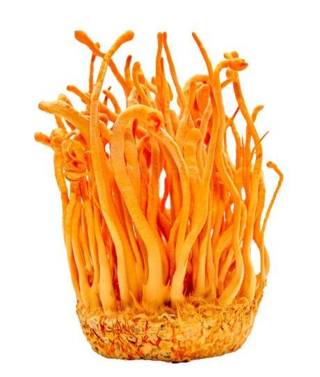 Organic Cordyceps