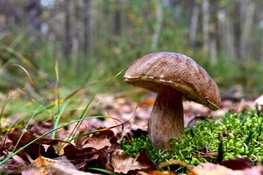 Mushroom in forest illustrating the vital role of fungi in forest ecosystems and wildlife conservation.