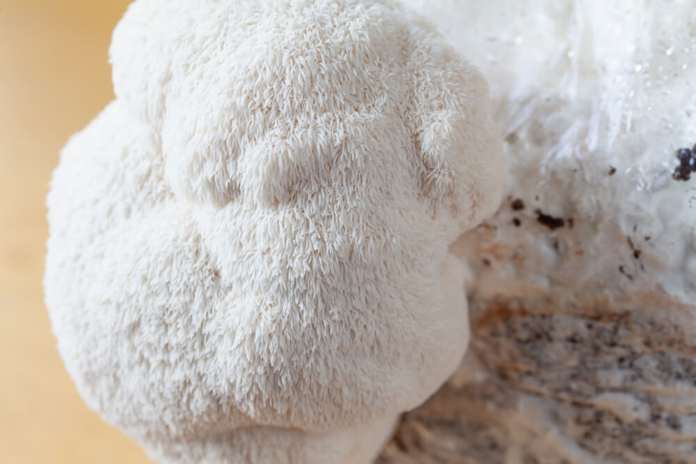 fruiting lions mane mushroom for brain health