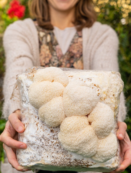 lions mane farmer harvest mushroom