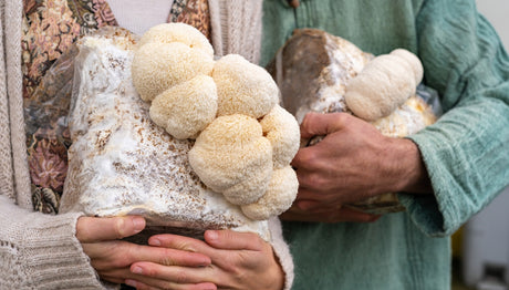 lions mane antioxidants, mushroom farmers, annanda organic mushrooms