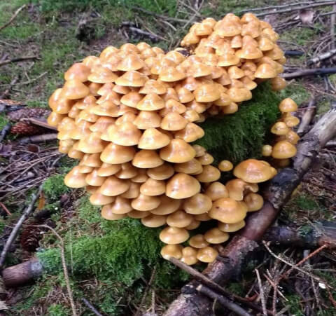 are mushrooms good for you, mushroom benefits