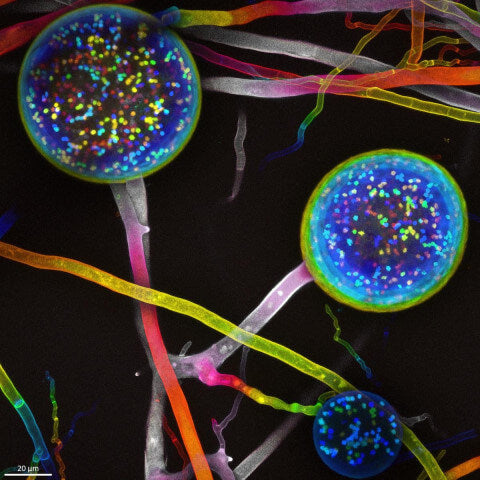 mycelium mushroom, fungal mycelium, mycelial