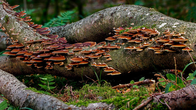 Reishi Mushrooms