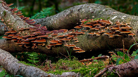 Reishi Mushrooms