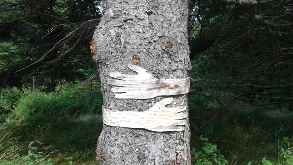 best mushroom for gut health