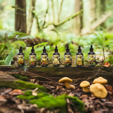 Canadian Organic Mushroom Tinctures Forest Scene