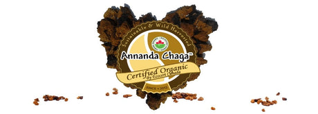 Annanda Chaga Mushroom - Chaga from the heart of the forest