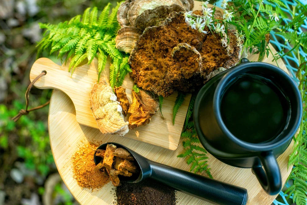 Chaga Mushroom Superfood chaga mushroom with cup of chaga tea on platter with natural background.