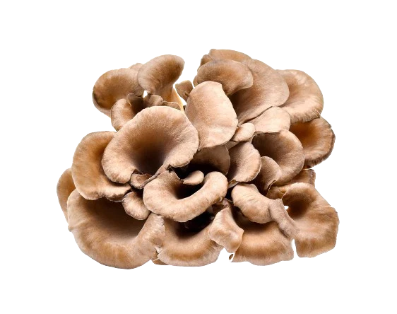 Maitake Mushrooms