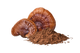 Reishi