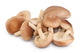 Shiitake