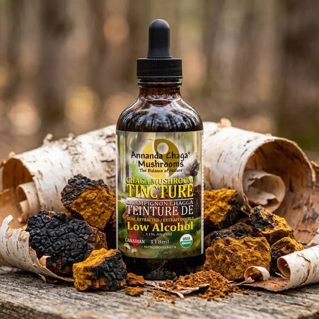 Annanda Chaga  Tincture with chaga chunks and birch bark on wooden table