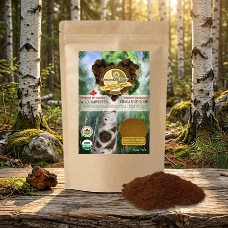 Organic chaga mushroom powder from Annanda Chaga in forest scene