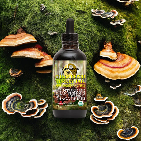A bottle of Annanda Organics Chaga Reishi Turkey Tail Mushroom Puncture Oil centered on a mossy background decorated with various species of reishi and chaga mushrooms.