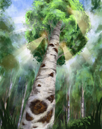 chaga, chaga mushrooms, organic chaga, canadian chaga, buy ontario chaga